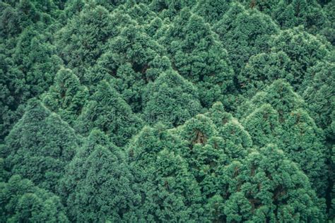 Trees In A Forest From Aerial View Crowded Green Leave Trees Stock