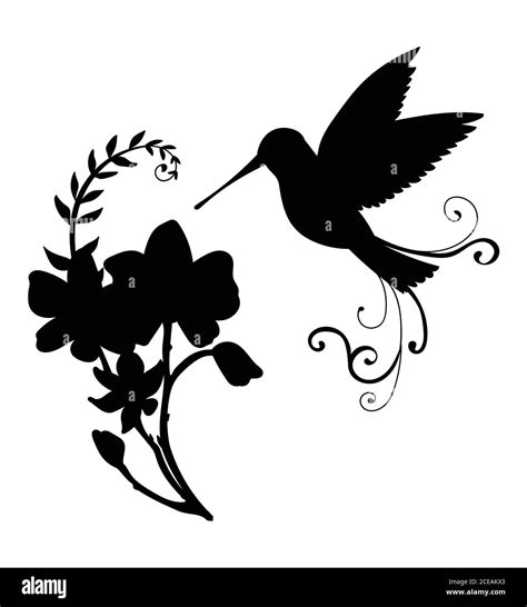 Vector Template Colibri Bird And Decorative Flowers Black Silhouette