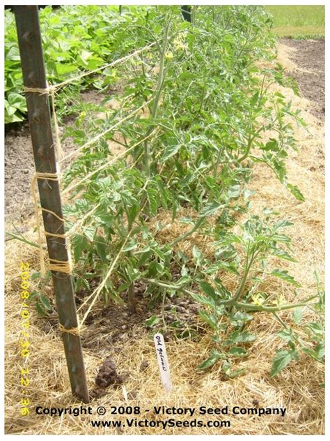 Florida Weave Method Of Trellising Heirloom Tomato Plants