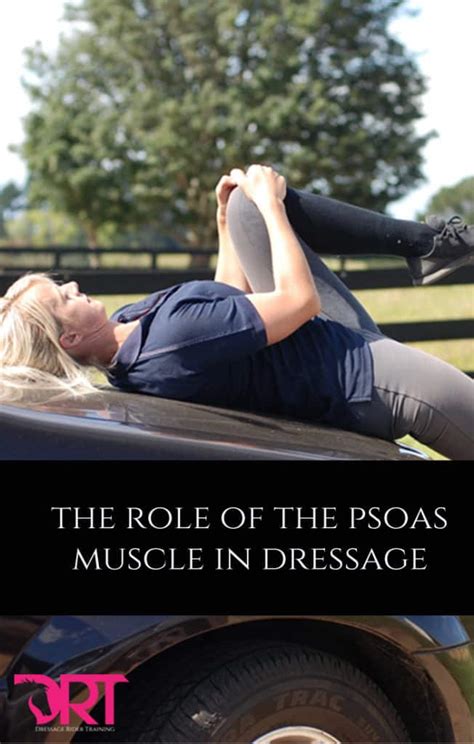 The Role Of The Psoas Muscle In Dressage Riders Dressage Rider Training