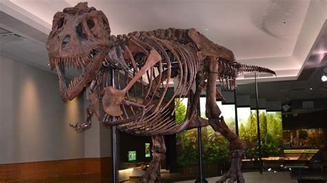 A Look Inside Sue The T Rexs New ‘private Suite At The Field Museum