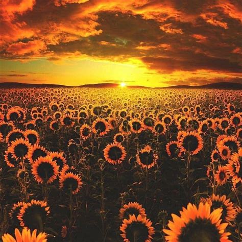 Sunflower Field At Sunset Sunset Ocean Wallpaper Iphone Wallpaper