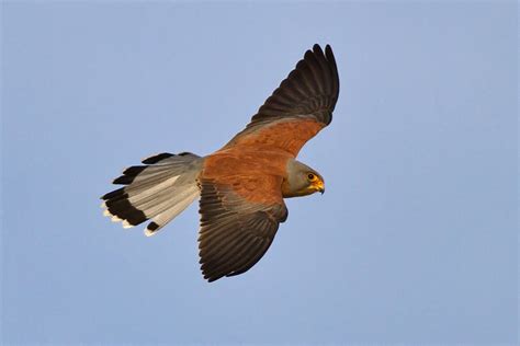 A lesser evil not to be confused with: Never Mind The Finnsticks - Read The Blog!: Lesser Kestrel ...