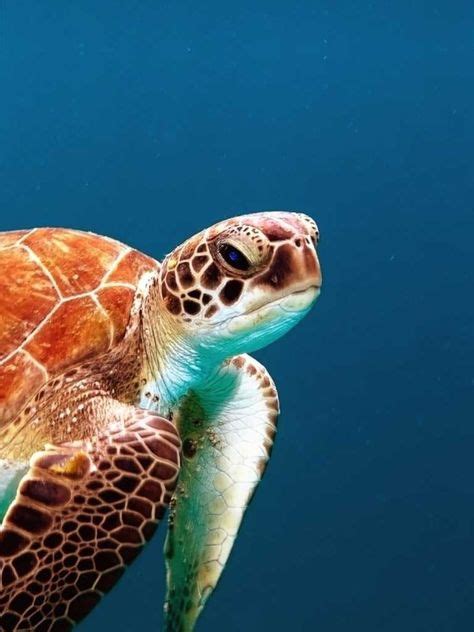 8 Best Sea Turtles In The Keys Images Key West Florida Keys Turtle