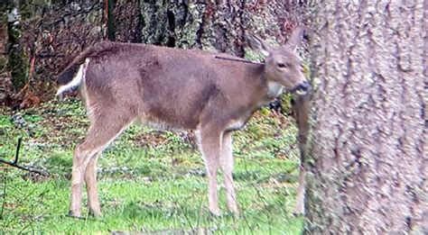 Deer Shot In Neck With Arrow 1500 Reward Offered
