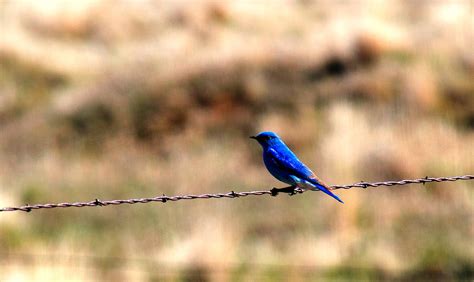 Migrating Blue Bird Photograph By Duane King Fine Art America