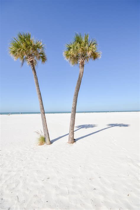 Just imagine: You and the palm trees in Clearwater, Florida | Clear