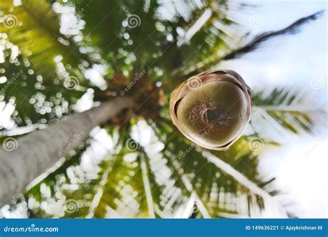 Falling From Coconut Tree Stock Image Image Of Falling 149636221