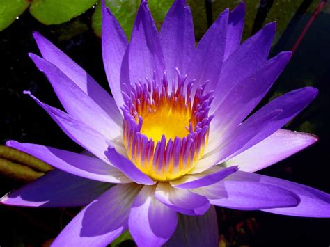 The lotus flower (water lily) is a national flower for india. Water Lily Flower Essence ⋆ Rainflower Essence
