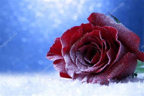 Red Rose In Snow On Blue Background Stock Photo By ©belchonock 32684045