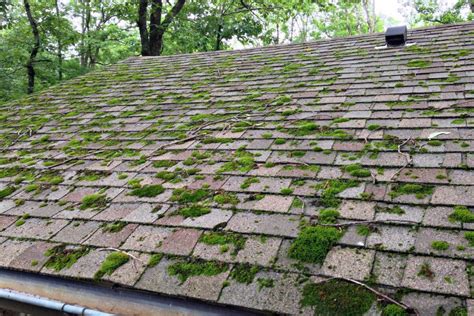 Moss Roof Cleaning 1 Best Way To Remove Moss From A Roof