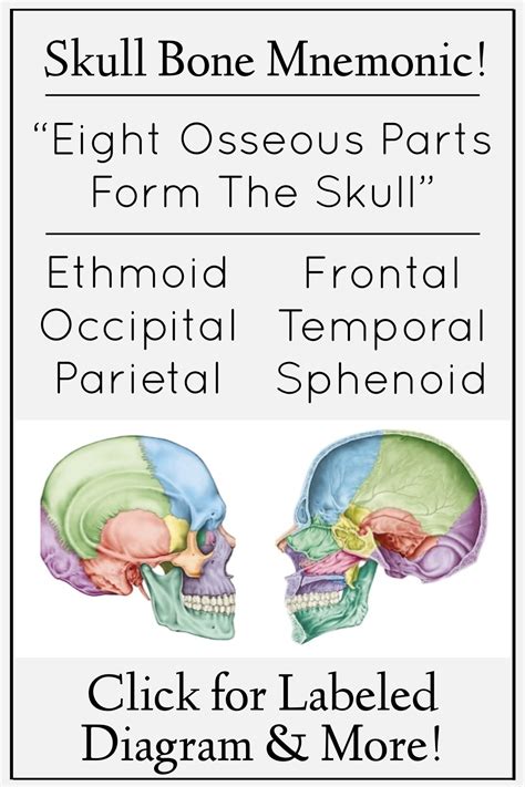 Click For Skull Cranial Bone Anatomy Drawings Illustrations And