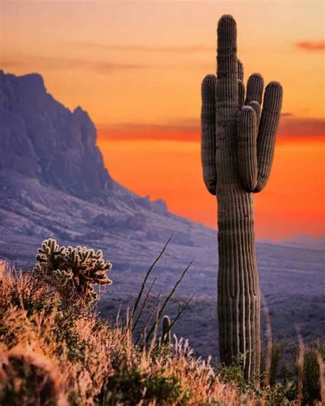 Pin By Betty Wendhausen On Arizona In 2020 Cactus Plants Plants