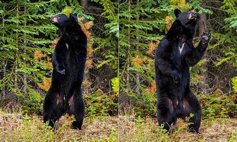 Bear Copies Chubby Checkers Famous Moves As They Dance Daily Mail Online