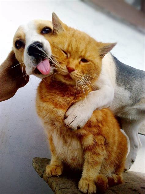 Dog And Cat Love Pictures Photos And Images For Facebook