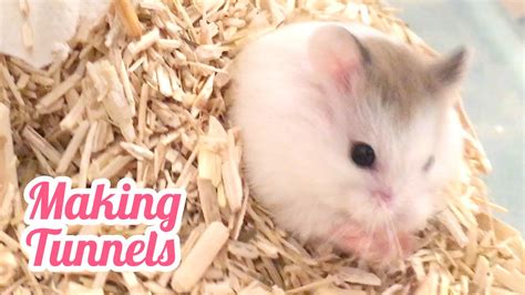 Tiny Hamster Makes Underground Tunnels Very Short Asmr Youtube
