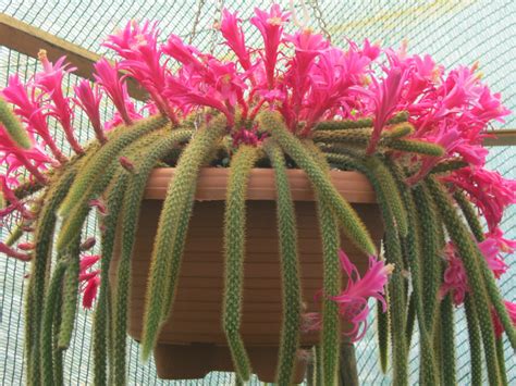 The cactus community on reddit. Disocactus flagelliformis - Rat Tail Cactus | World of ...