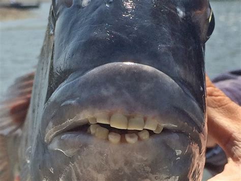 Fish Reeled In With Human Like Teeth Off The Sc Coast