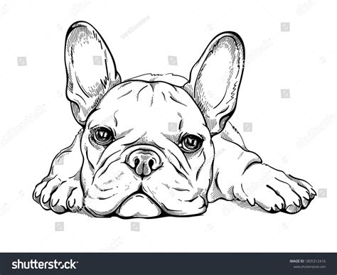 Cute French Bulldog Puppy Sketch Stock Vector Royalty Free 1805312416