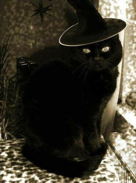Pin By Pamela Childress 💕 On Halloween ~ Bewitched Black Cat Witch