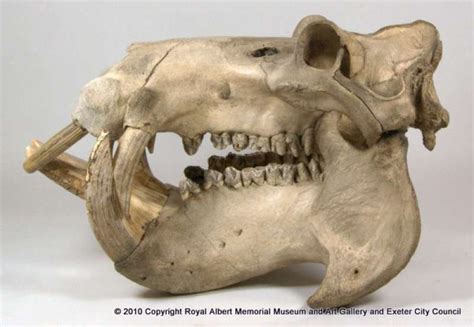 Hippopotamus Skull Animal Skeletons Animal Skulls Hippopotamus