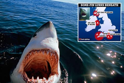 Great White Sharks More Than Likely In British Waters After More Than