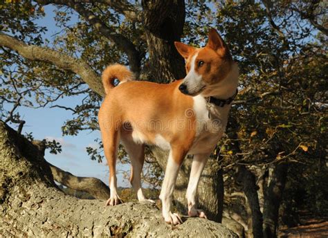 Basenji Hunting Dog Stock Photo Image Of Animal Gaze 21941200