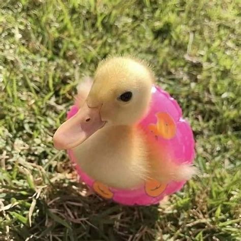Are Ducks Allowed Here Baby Animals Funny Cute Animals Cute Wild