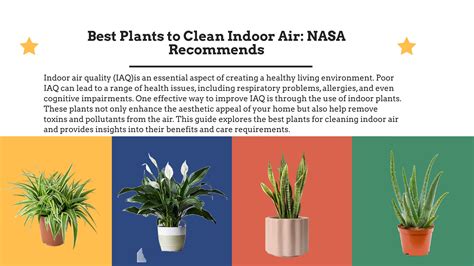 Best Plants To Clean Indoor Air Nasa Recommends Sensor One Stop