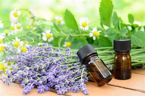 Essential Oil Information How To Use Essential Oils From Garden Plants