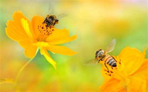 bees over pretty yellow flowers hd wallpaper
