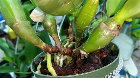 Burpee organic premium potting mix. Better-Gro Orchid Haul - YouTube