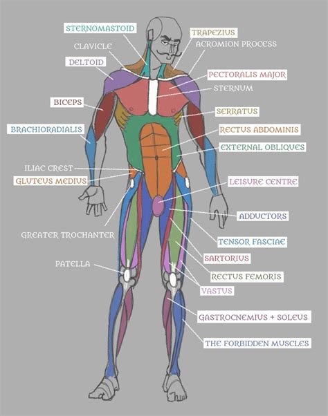 Human Anatomy Muscles With Labels By Pseudolonewolf On Deviantart