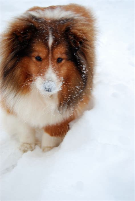 Jake Loves The Snow Sheltie Snow Dogs Sheltie Dogs