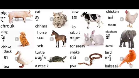 រៀនភាសាអង់គ្លេសខ្មែរ រៀន ភាសាអង់គ្លេស Learn Khmer English Animal សត្វ