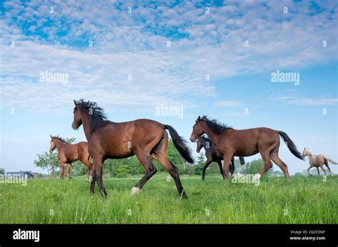 Five Young Horses Run In Fresh Green Grass Of Meadow Near Utrecht In