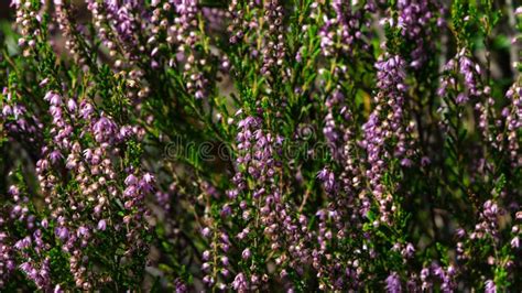 Wild Purple Common Heather Or Calluna Vulgaris Blossom Close Up