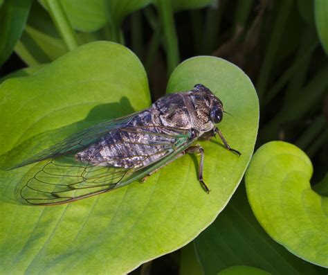 10 Fun Facts About Cicadas Explore Your Backyard Series Our Lively