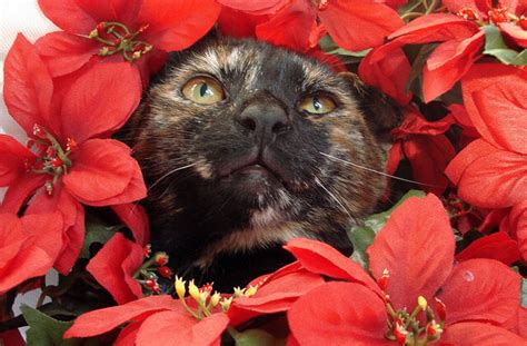 Are Poinsettias Poisonous Not Unless You Eat 500 Leaves