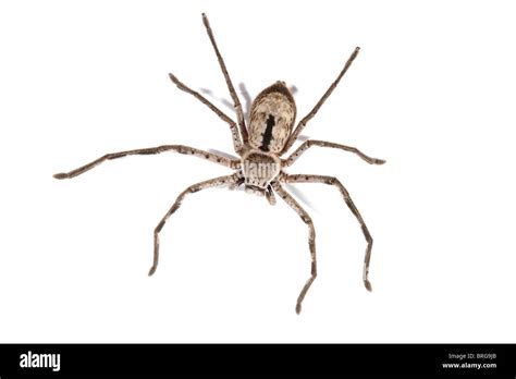 Huntsman Spider Sparassidae Formerly Heteropodidae Stock Photo Alamy