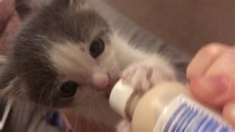 Sweet Kitten Being Fed From A Bottle Youtube