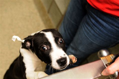 Washington Animal Rescue League Takes In Animals Made Homeless By