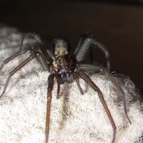 Bugblog Do Adult Female House Spiders Roam