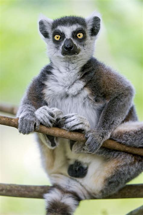 Male Lemur Posing On Branch Lemur Primates Koala Bear
