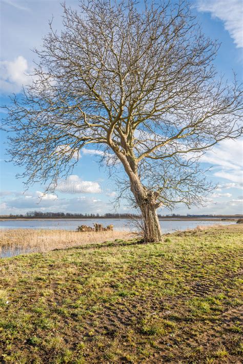 Solitary Tree On A Sunny Day In The Winter Season Stock Photo Image