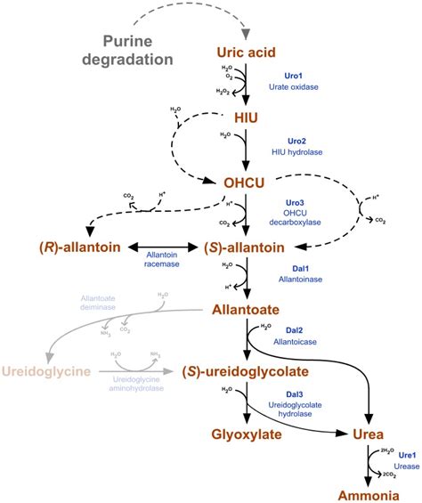 Purine Biosynthesis Pathway