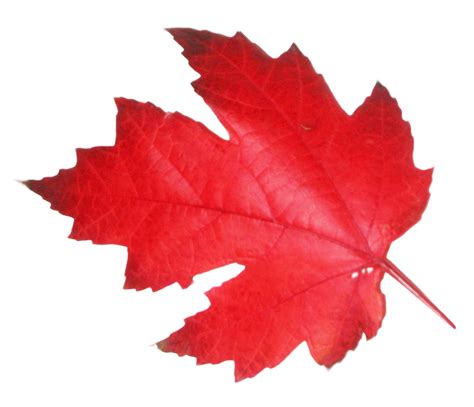 Download Red Leaf Png Image For Free
