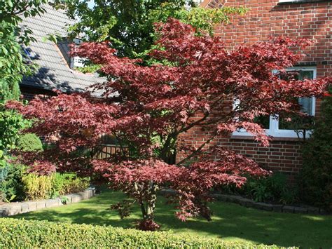 Roter Fächerahorn Atropurpureum Acer Palmatum Atropurpureum