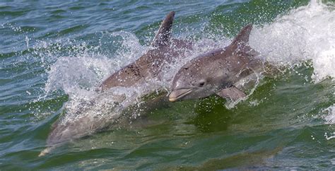 Registran El Primer Caso De Un Delfín Salvaje Que Adopta A Una Cría De Otra Especie National