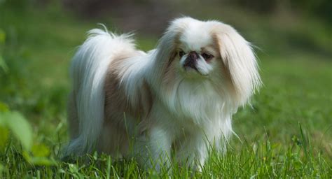 So if you have decided that ohio is the place you and your canine friend would like to visit, you have made a great choice! Japanese Chin Puppies For Sale | Greenfield Puppies